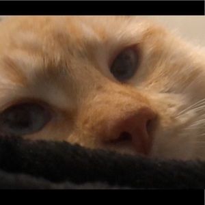 Meet your Posher, Alexa